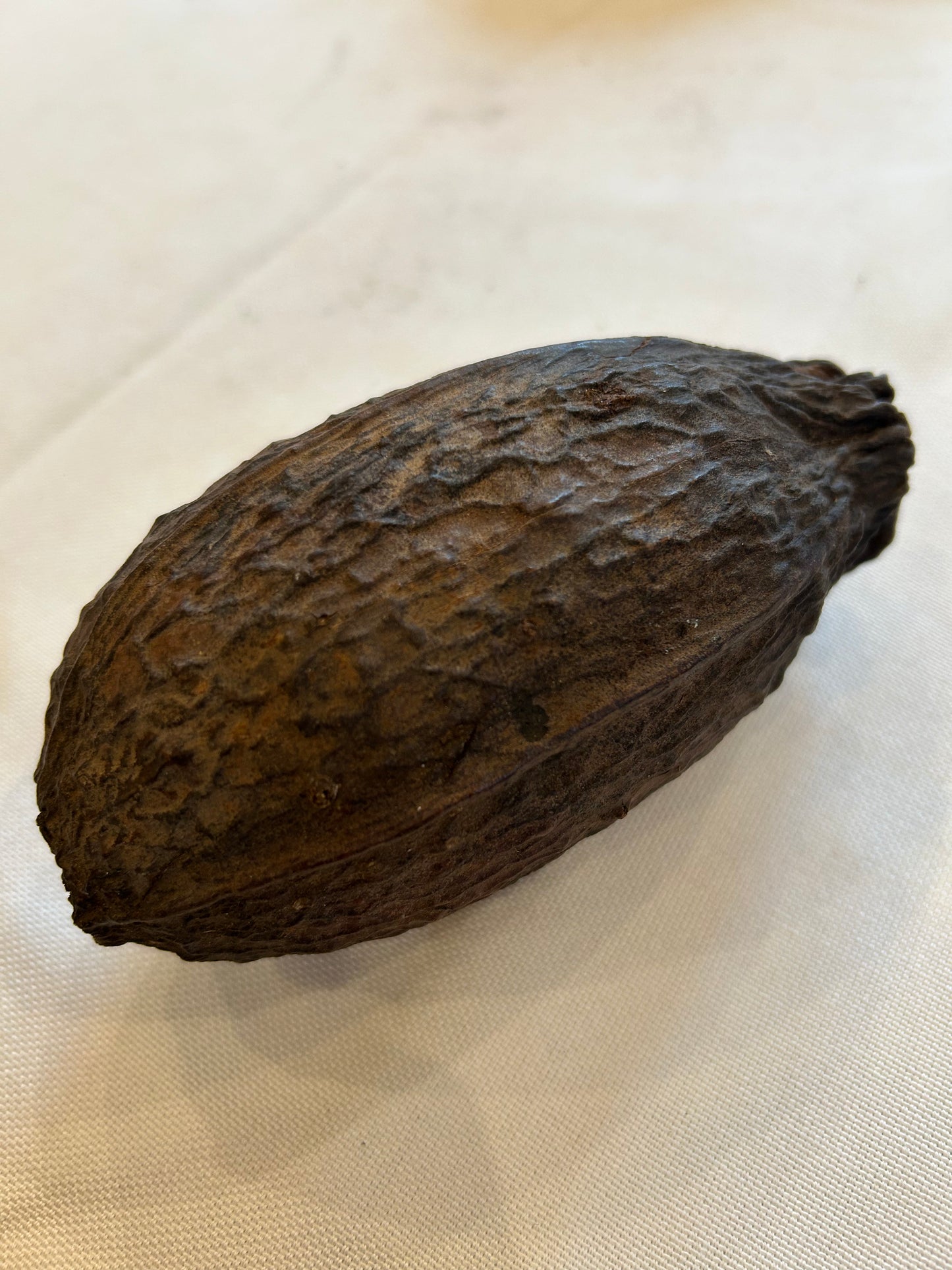Kakaobohne