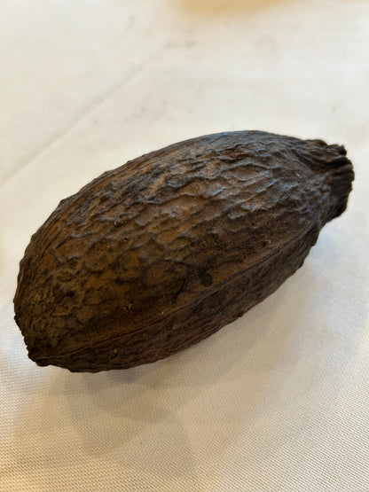 Kakaobohne
