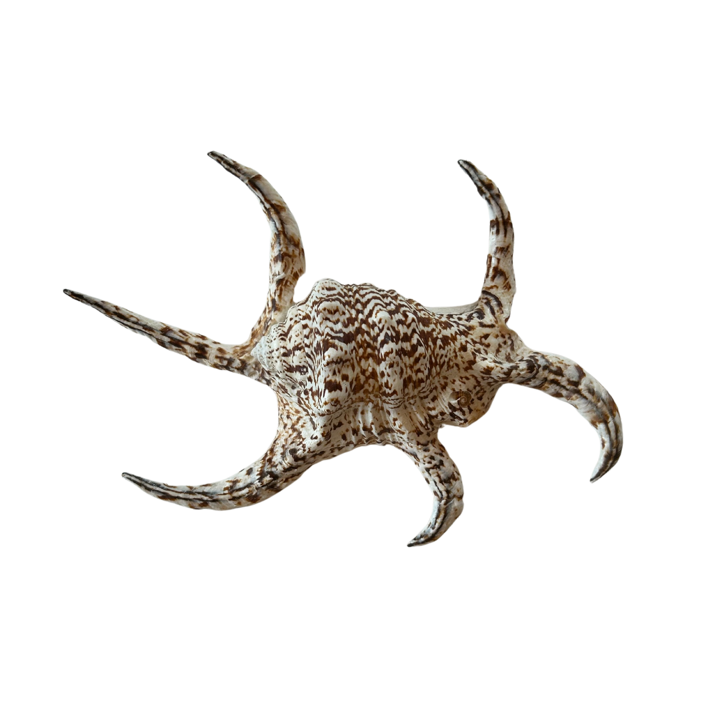 Lambis Chiagra