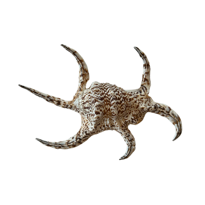 Lambis Chiagra