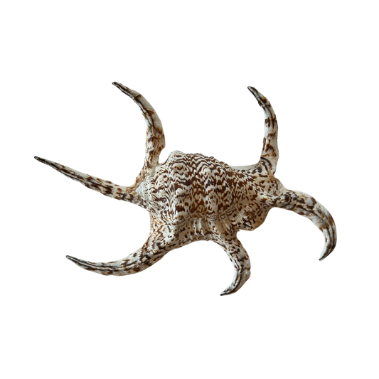 Lambis Chiagra