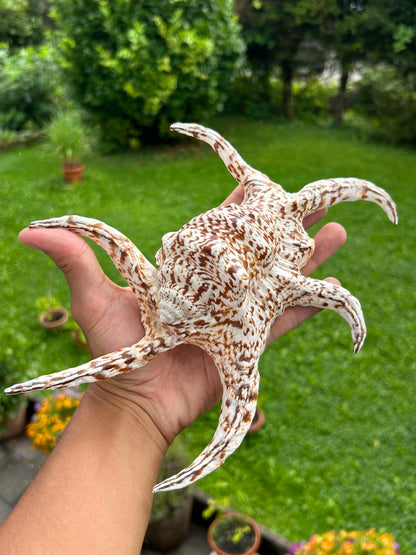 Lambis Chiagra