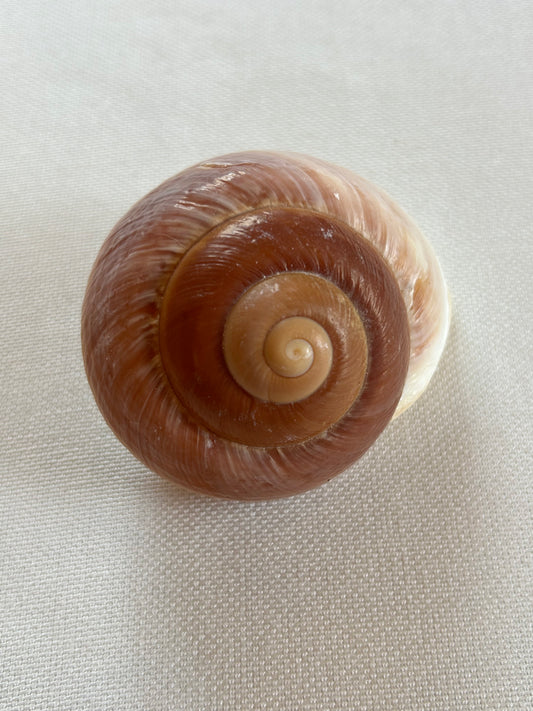 Mammutschnecke