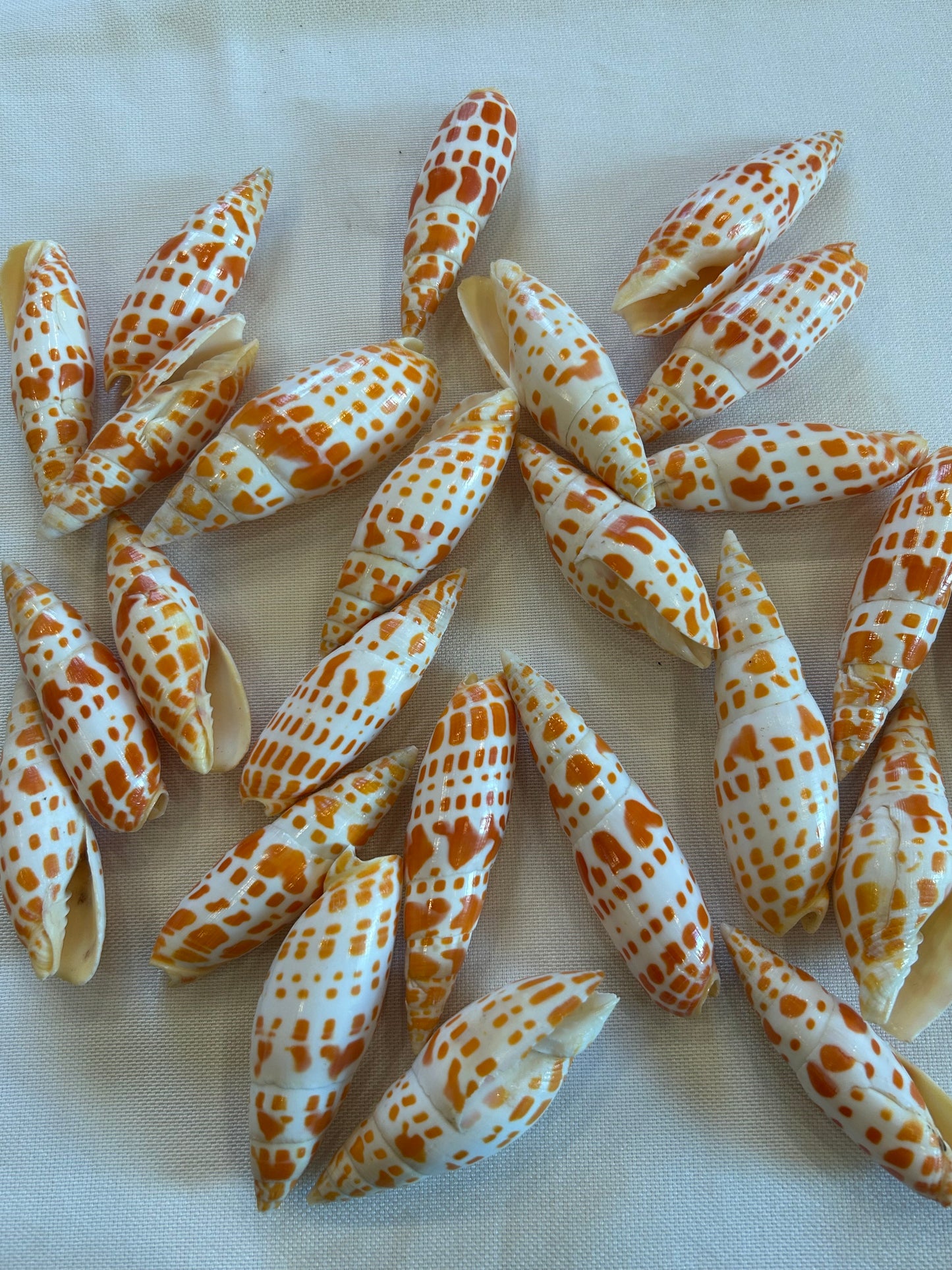 Mitra Mitra