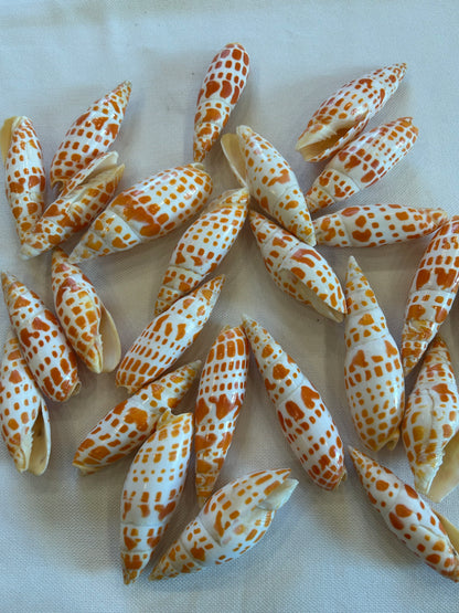 Mitra Mitra