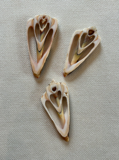 Muschel Querschnitt