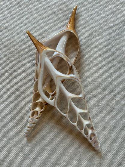 Muschel Querschnitt (Weiß)