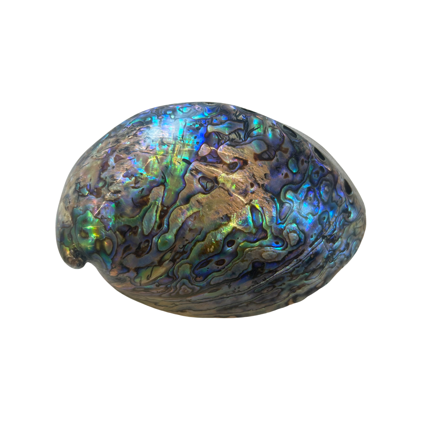Paua-Muschel