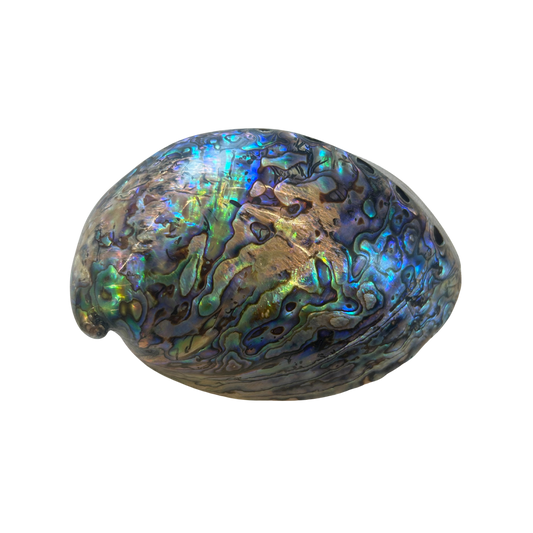 Paua-Muschel