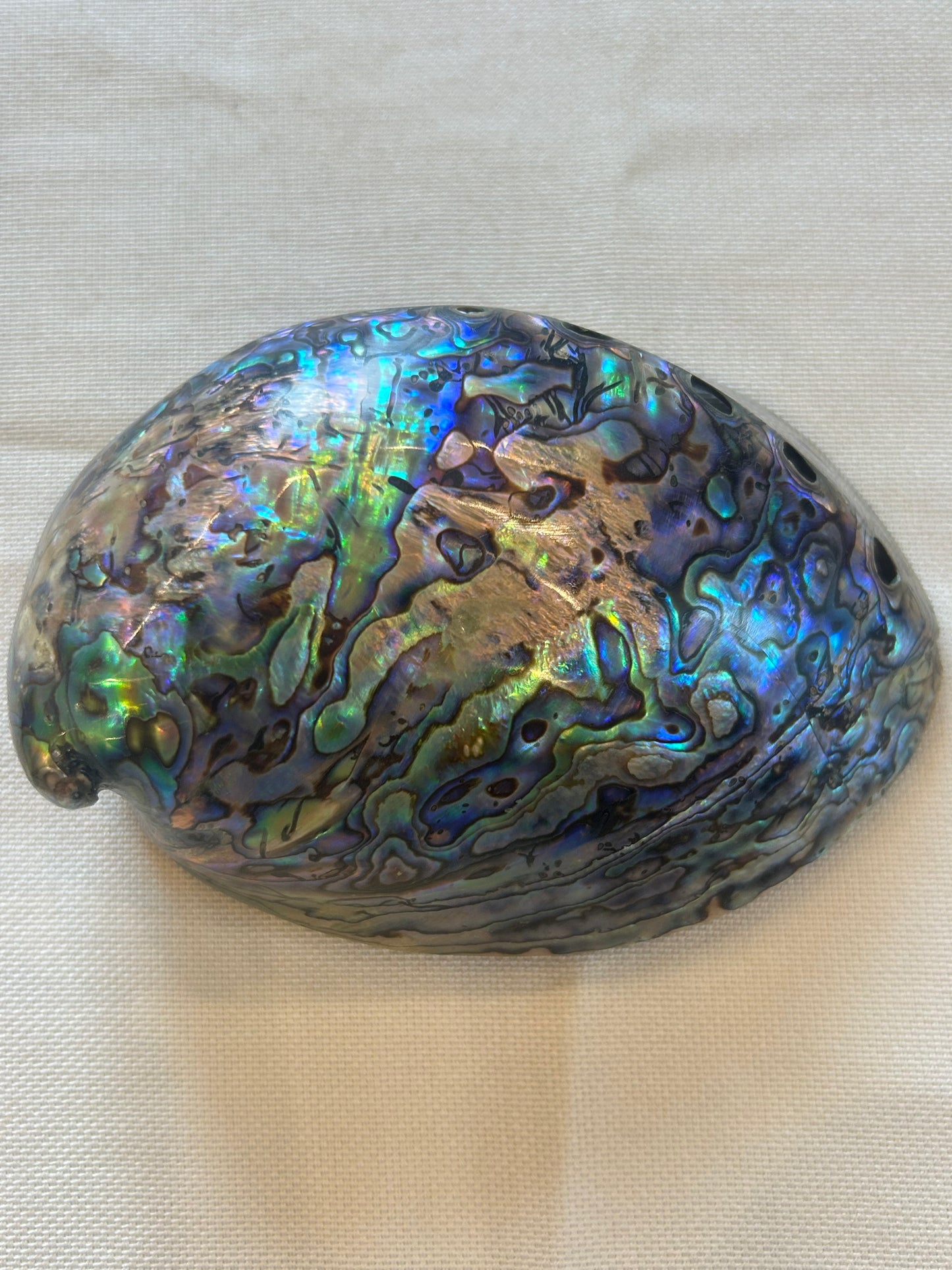 Paua-Muschel