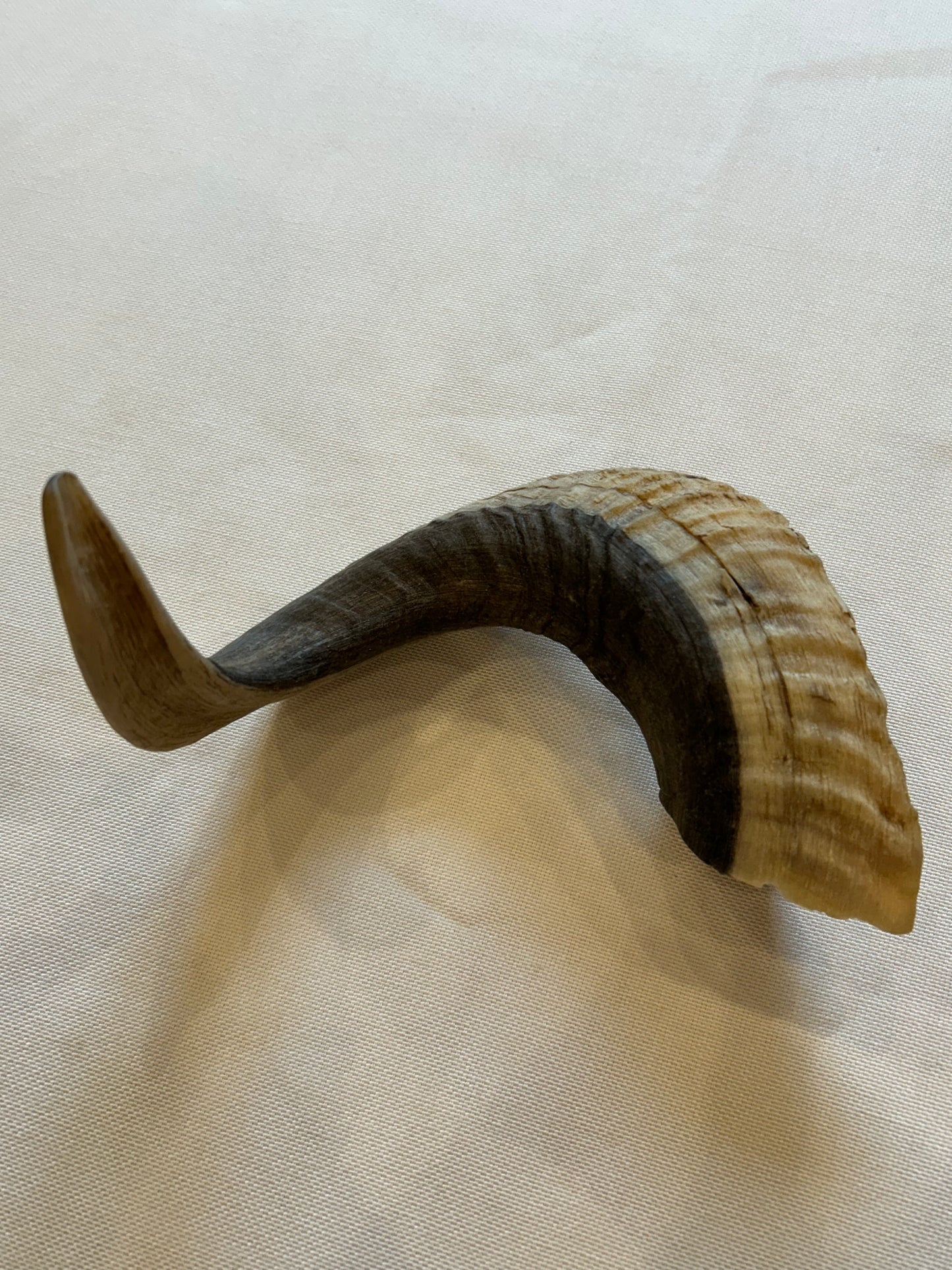 Schafshörner M