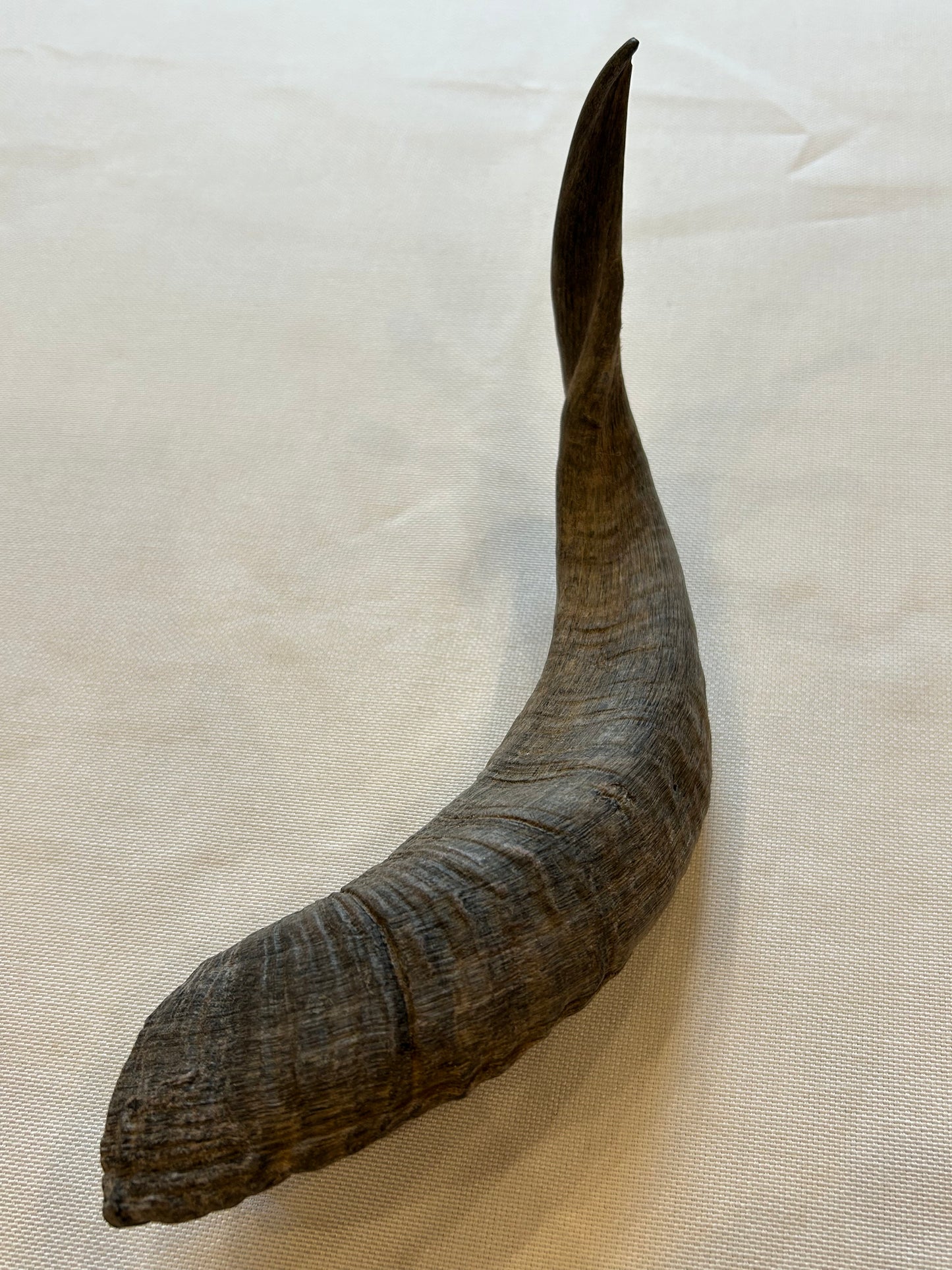 Schafshörner M