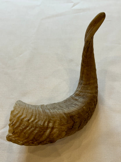 Schafshörner M