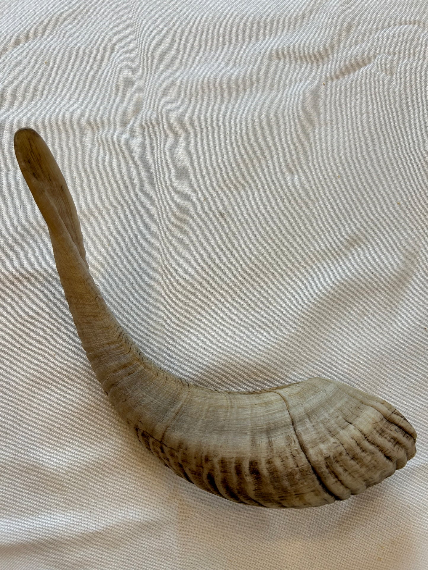 Schafshörner L