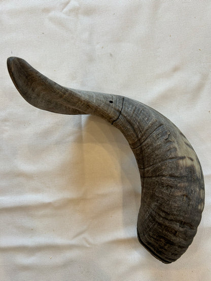 Schafshörner L