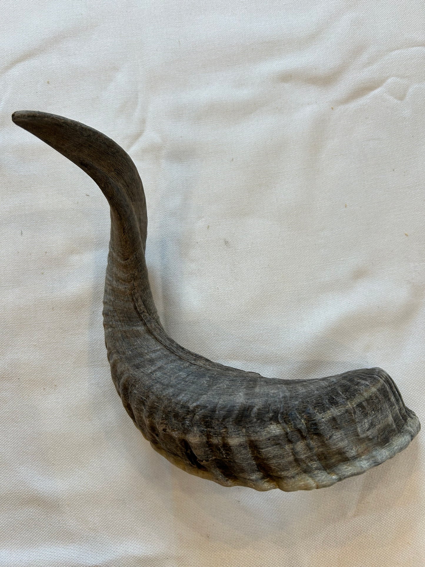Schafshörner L