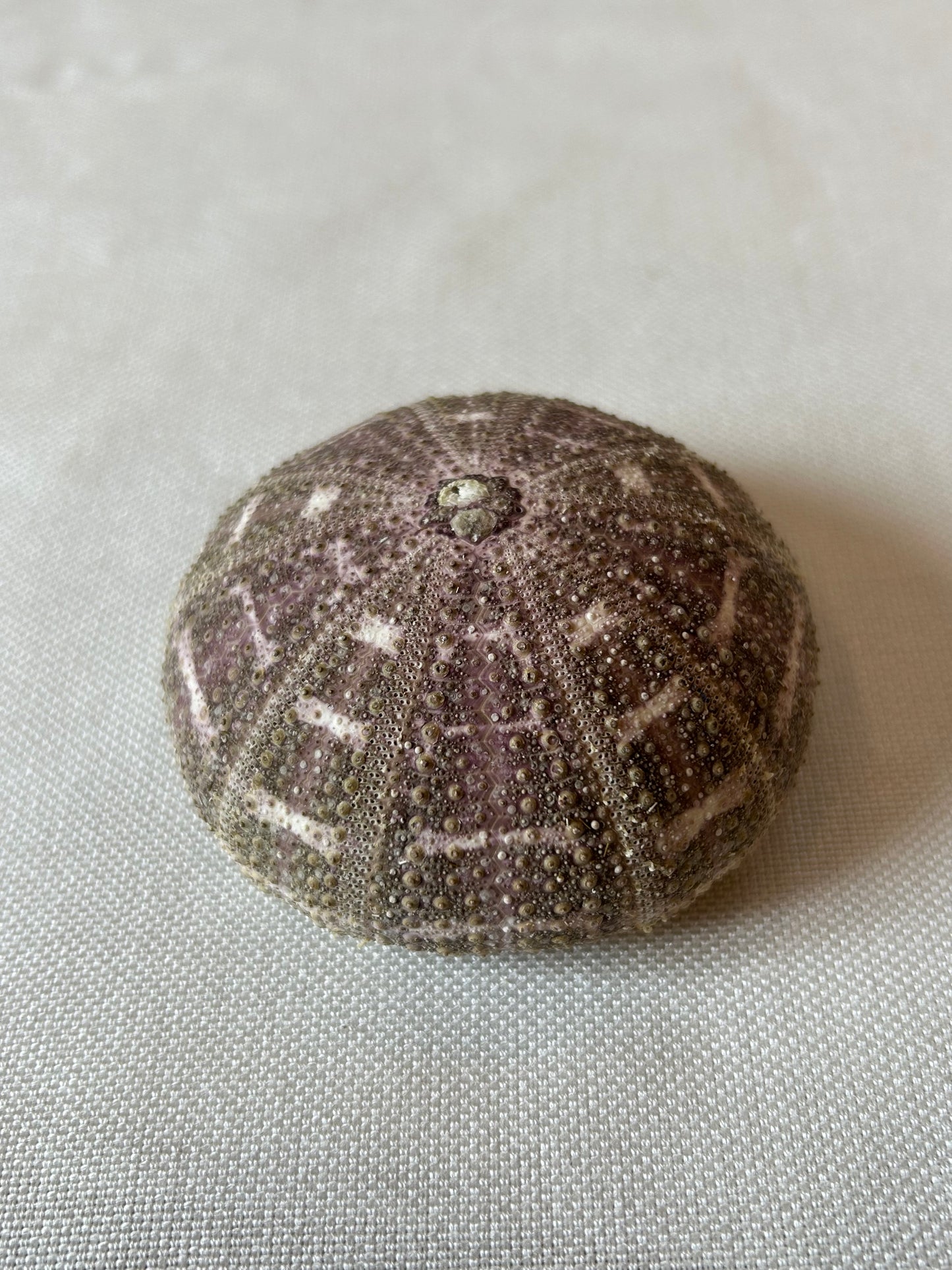 Seeigel Alfonso
