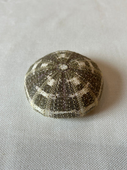 Seeigel Alfonso