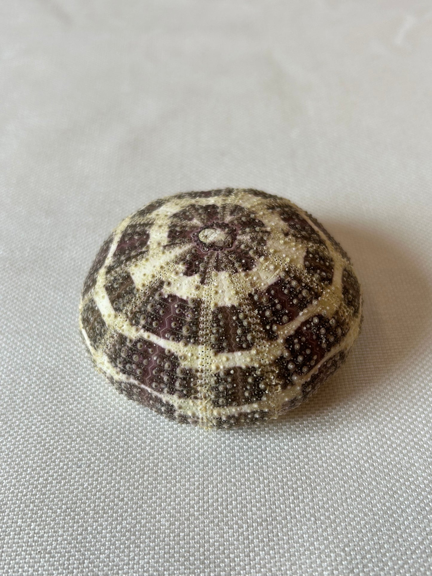 Seeigel Alfonso