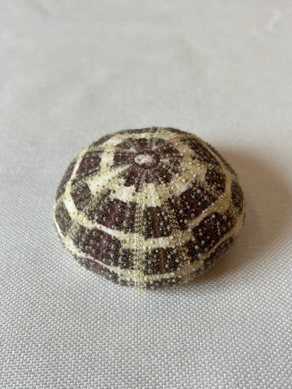 Seeigel Alfonso