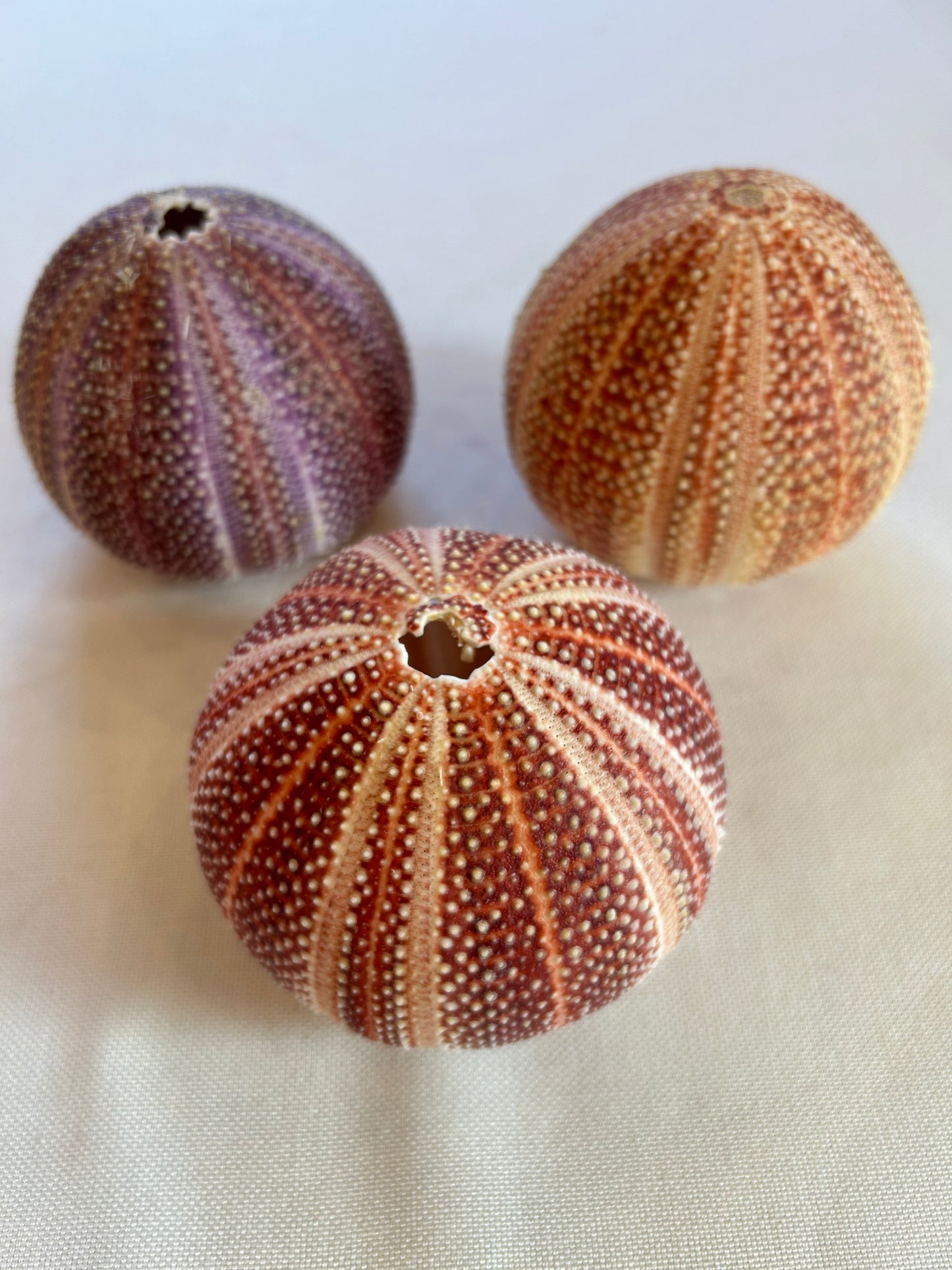 Seeigel