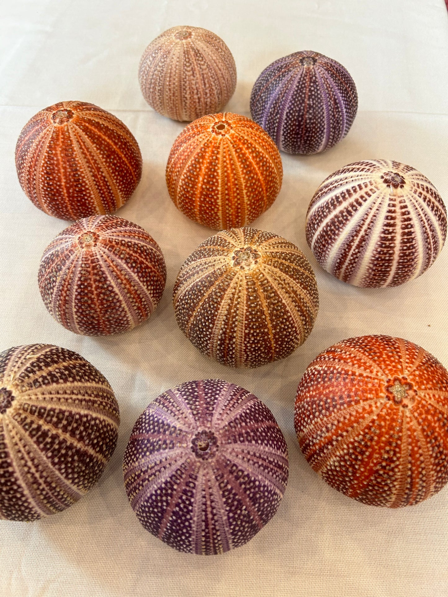 Seeigel