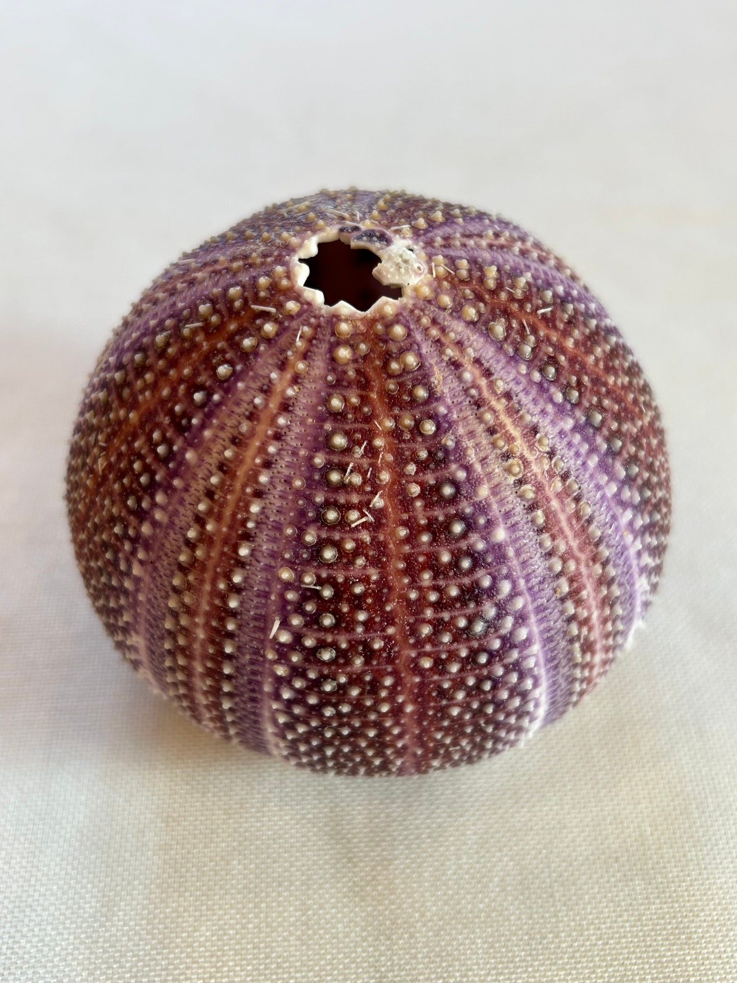 Seeigel