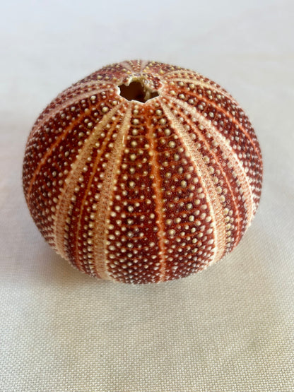 Seeigel