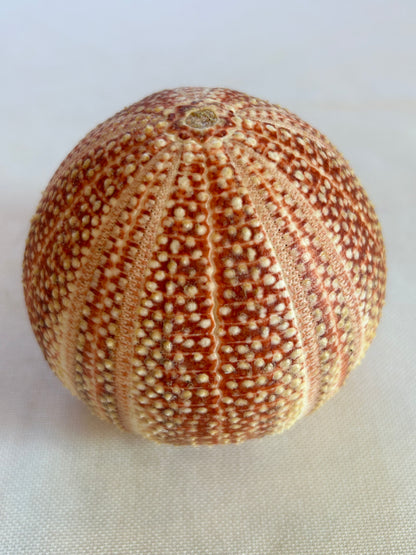 Seeigel