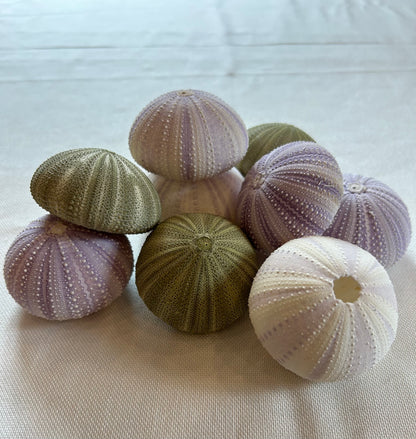 Seeigel klein