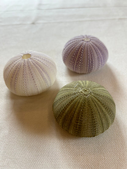Seeigel klein