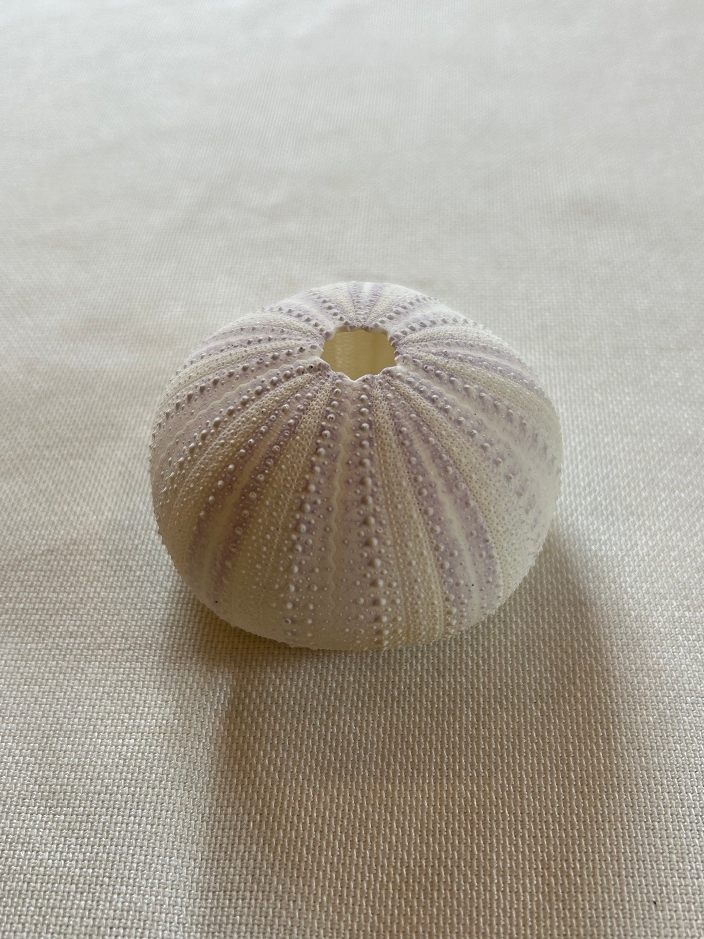 Seeigel klein