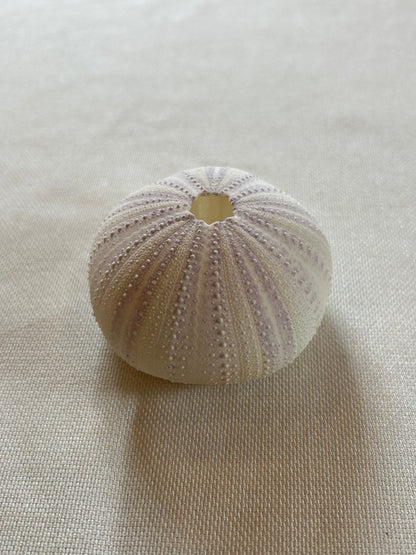 Seeigel klein
