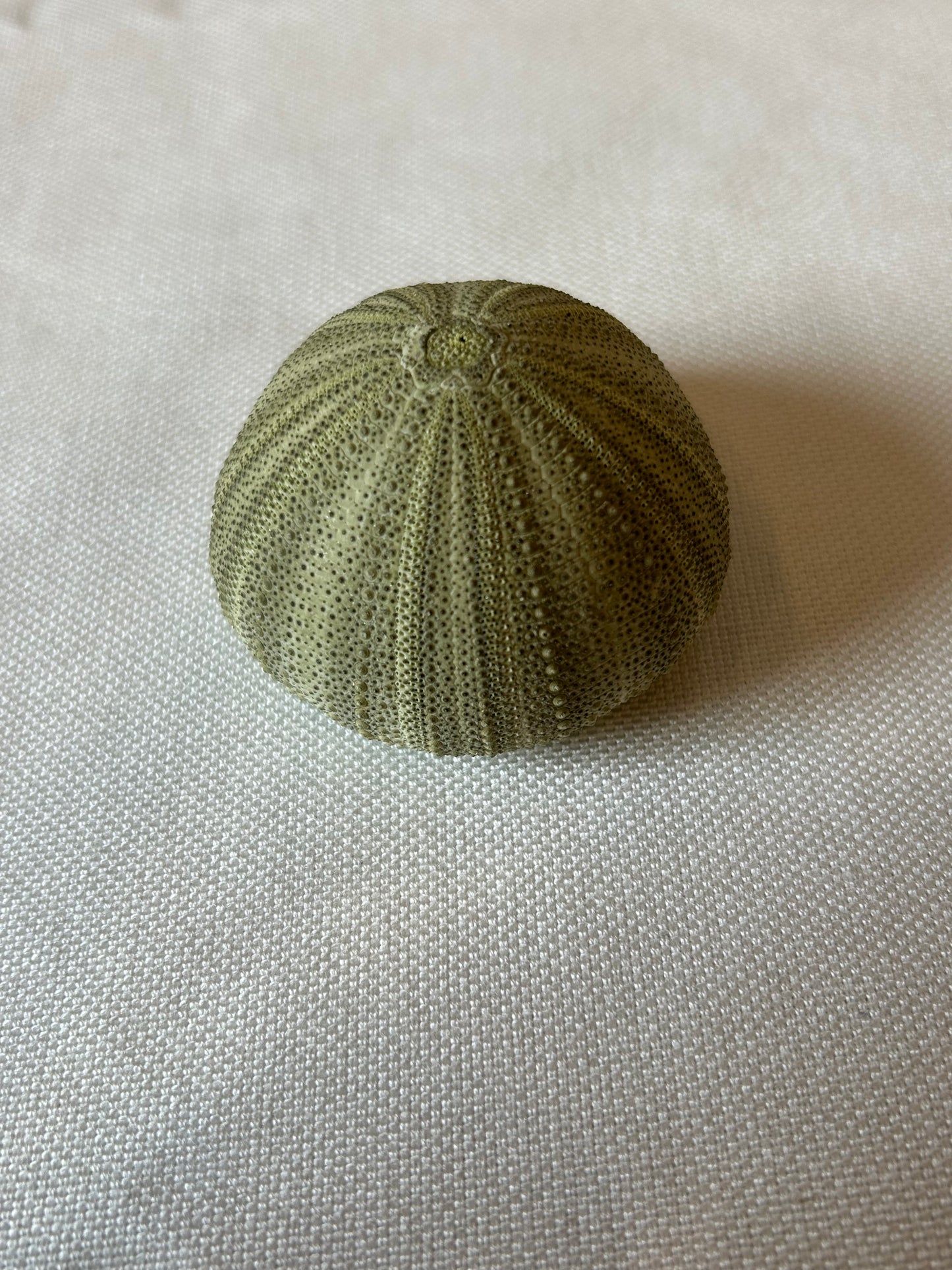 Seeigel klein
