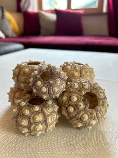 Seeigel Sputnik