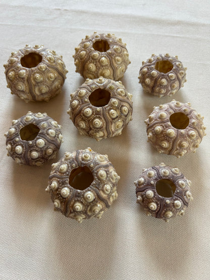 Seeigel Sputnik