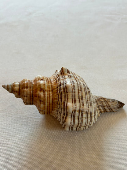 Trapezschnecke