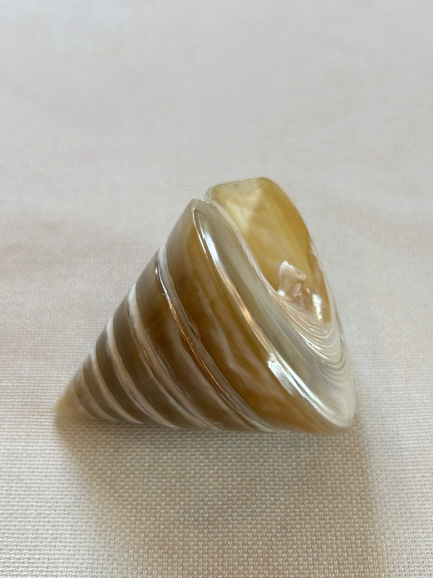 Turmschnecke poliert