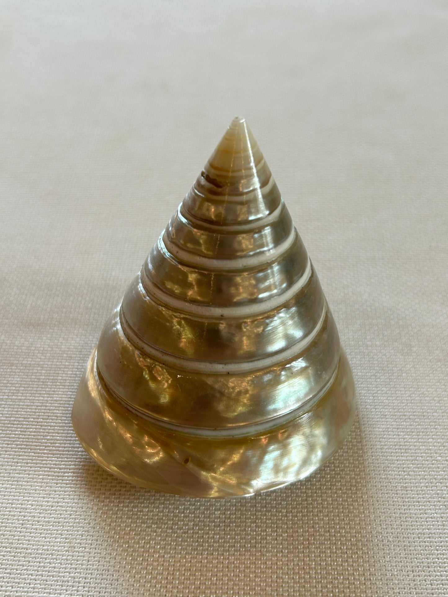 Turmschnecke poliert