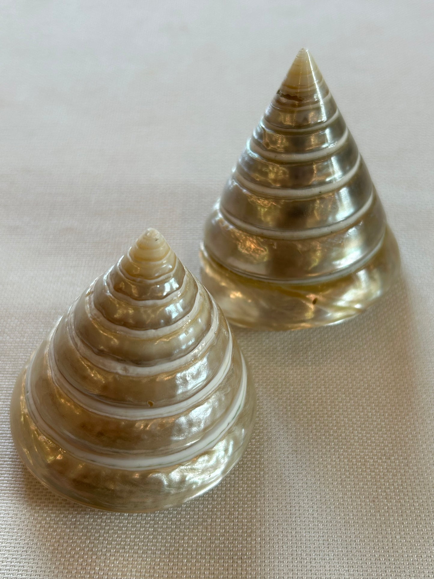 Turmschnecke poliert